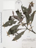九節木、牛屎烏、青龍吐霧藏品圖，第1張