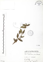 克非亞草藏品圖，第1張