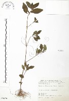 克非亞草藏品圖，第1張