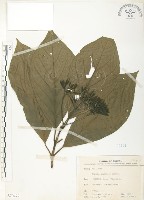 錫蘭玉心花藏品圖，第1張