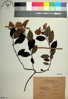 台北玉葉金花藏品圖，第1張