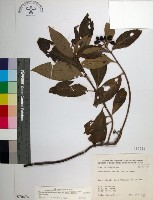 台北玉葉金花藏品圖，第1張