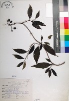 台北玉葉金花藏品圖，第1張