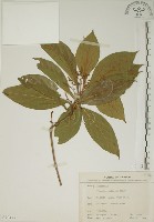 貝木藏品圖，第1張