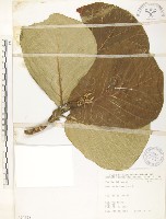 葛塔德木、欖仁舅藏品圖，第1張