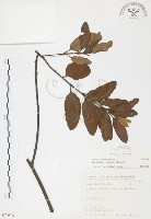 杜鵑桑寄生藏品圖，第1張