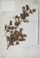 水芫花藏品圖，第1張