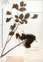 九芎藏品圖，第1張