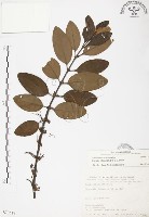 杜鵑桑寄生藏品圖，第1張