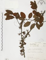 杜鵑桑寄生藏品圖，第1張