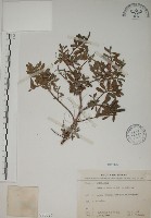 水芫花藏品圖，第1張