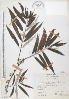 水麻藏品圖，第1張