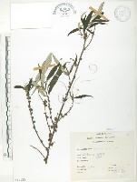 水麻藏品圖，第1張