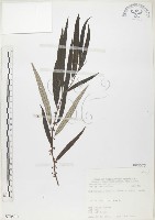 水麻藏品圖，第1張