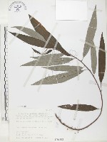 水麻藏品圖，第1張