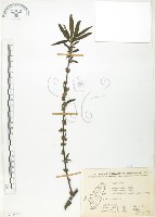 水麻藏品圖，第1張