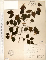 朴樹藏品圖，第1張