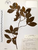 黃肉樹, 小梗木薑子藏品圖，第1張