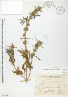 益母草藏品圖，第1張