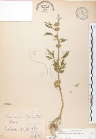 益母草藏品圖，第1張