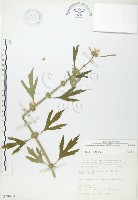 益母草藏品圖，第1張