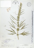 益母草藏品圖，第1張