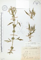 益母草藏品圖，第1張