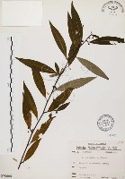 山胡椒藏品圖，第1張