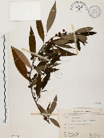 山胡椒藏品圖，第1張