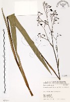 桔梗蘭藏品圖，第1張