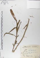 粗莖麝香百合、糙莖麝香百合、鐵炮百合藏品圖，第1張