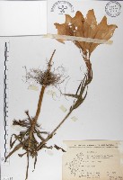 粗莖麝香百合、糙莖麝香百合、鐵炮百合藏品圖，第1張