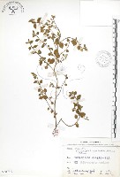 恆春金午時花藏品圖，第1張