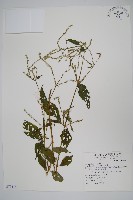 金午時花藏品圖，第1張