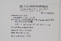 金午時花藏品圖，第2張