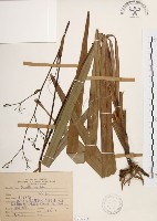 桔梗蘭藏品圖，第1張