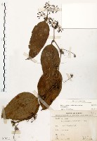 糙莖菝契、疣枝菝契藏品圖，第1張