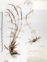 綬草藏品圖，第1張