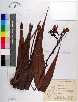 紫苞舌蘭、紫蘭藏品圖，第1張