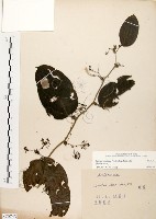 糙莖菝契、疣枝菝契藏品圖，第1張