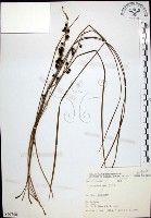 麥門冬藏品圖，第1張