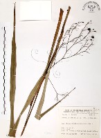 桔梗蘭藏品圖，第1張