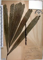 山棕藏品圖，第1張