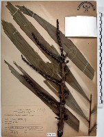 山棕藏品圖，第1張