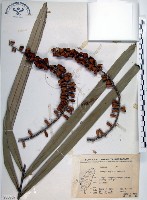 山棕藏品圖，第1張