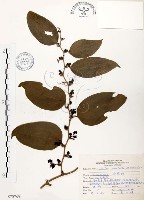 糙莖菝契藏品圖，第1張