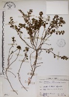 恆春金午時花藏品圖，第1張