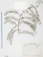 天門冬藏品圖，第1張