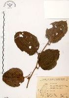 糙莖菝契藏品圖，第1張