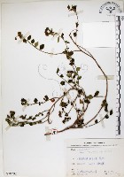 恆春金午時花藏品圖，第1張